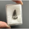Fossil shark's tooth – Upohlavy, CZ