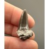 Fossiler Haifischzahn – Upohlavy, CZ