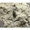 Fossiler Haifischzahn – Upohlavy, CZ