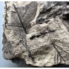 Fossile Flora – Most, CZ