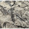 Fossile Flora – Most, CZ