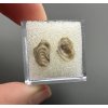 Fossilized bivalve – Upohlavy, CZ