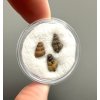 Fossilized snail – Upohlavy, CZ