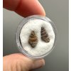 Fossilized snail – Upohlavy, CZ