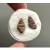Fossilized snail – Upohlavy, CZ