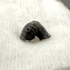 Fossil ray's tooth – Upohlavy, CZ