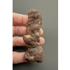 Coprolite 7cm – Marovato, Madagascar