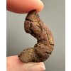 Coprolite 3,4cm – Marovato, Madagascar