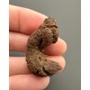 Coprolite 3,4cm – Marovato, Madagascar