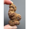 Coprolite 5,7cm – Marovato, Madagascar
