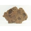 Fossile Flora – Most, CZ