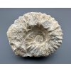 Amonit 12cm – Maroko