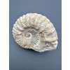 Ammonit 12cm – Marokko