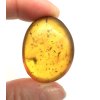 Insect in amber – Hukawng, Myanmar