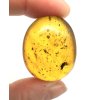Insect in amber – Hukawng, Myanmar