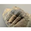 Trilobit Ellipsocephalus hoffi – Jince, CZ