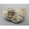 Trilobit Ellipsocephalus hoffi – Jince, ČR