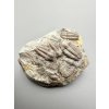 Trilobite Ellipsocephalus hoffi – Jince, CZ