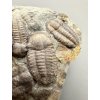 Trilobit Ellipsocephalus hoffi – Jince, ČR