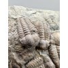 Trilobite Ellipsocephalus hoffi – Jince, CZ