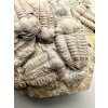 Trilobite Ellipsocephalus hoffi – Jince, CZ