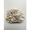 Trilobite Ellipsocephalus hoffi – Jince, CZ