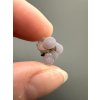 Hroznový chalcedon – Sulawesi – Indonésie – 0,7g