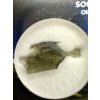 Moldavite in box - Nesmen