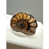 Ammonite – Morocco