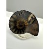 Ammonite – Morocco