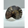 Ammonite – Morocco