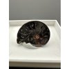 Ammonite – Morocco