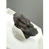 Trilobite Ellipsocephalus hoffi – Jince, CZ