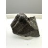 Trilobit Ellipsocephalus hoffi – Jince, CZ