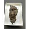 Trilobit Ellipsocephalus hoffi – Jince, CZ
