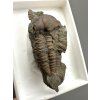 Trilobit Ellipsocephalus hoffi – Jince, ČR