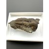 Trilobit Ellipsocephalus hoffi – Jince, CZ