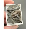 Trilobit Ellipsocephalus hoffi – Jince, CZ
