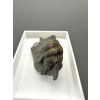 Trilobit Ellipsocephalus hoffi – Jince, CZ