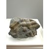 Trilobit Ellipsocephalus hoffi – Jince, CZ