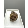 Trilobit Ellipsocephalus hoffi – Jince, ČR