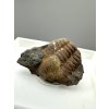 Trilobit Ellipsocephalus hoffi – Jince, ČR