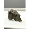Trilobite Ellipsocephalus hoffi – Jince, CZ