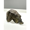 Trilobit Ellipsocephalus hoffi – Jince, ČR