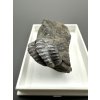 Trilobite Ellipsocephalus hoffi – Jince, CZ