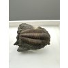 Trilobite Ellipsocephalus hoffi – Jince, CZ