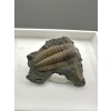 Trilobit Ellipsocephalus hoffi – Jince, ČR