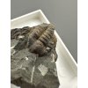 Trilobit Ellipsocephalus hoffi – Jince, ČR