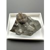 Trilobit Ellipsocephalus hoffi – Jince, CZ