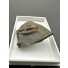 Trilobite Ellipsocephalus hoffi – Jince, CZ